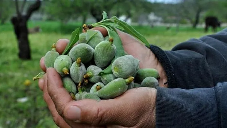 İlk çağla badem hasadı Muğla Datça'da toplandı