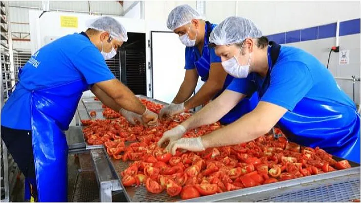 İŞKUR 232 Meyve Sebze Ayıklama işçisi alacak! En az ilköğretim mezunu adaylar başvuru yapabilecek!