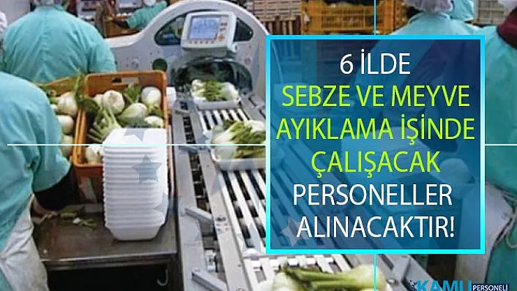 İŞKUR, meyve ve sebze ayıklama işinde çalışacak 70 personel alacak!
