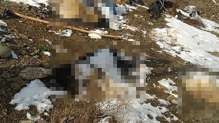 Isparta'da Korkunç Olay! Onlarca Köpek Ölü Bulundu