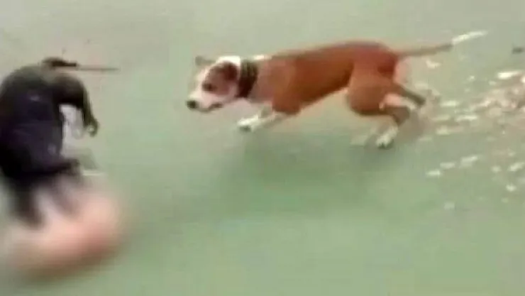 İstanbul'da korkunç olay: Köpeklerine kediyi parçalattı