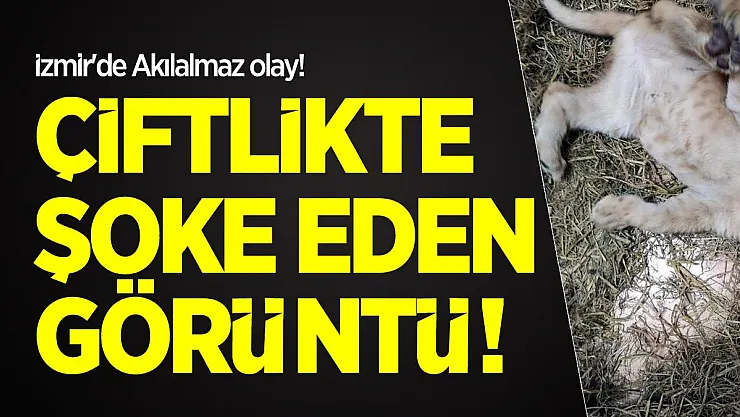İzmir'de Akılalmaz olay! Çiftlikte şoke eden görüntü!