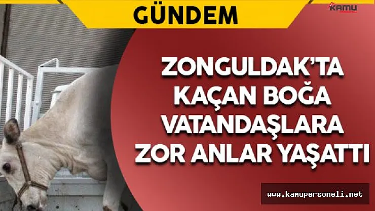 Kaçan Boğa Vatandaşlara Zor Anlar Yaşattı