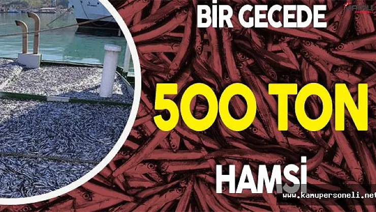 Kastamonu'da Hamsi Bereketi ! 1 Gecede 500 Ton Hamsi Avlandı