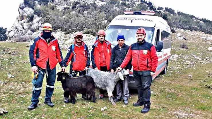 Kayalıklarda mahsur kalan keçileri AKUT kurtardı