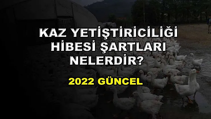 Kaz Yetiştiriciliği Hibesi Şartları Nelerdir? 2022 Güncel