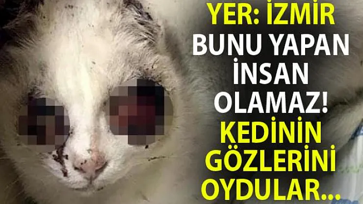 Kedinin gözlerini oydular