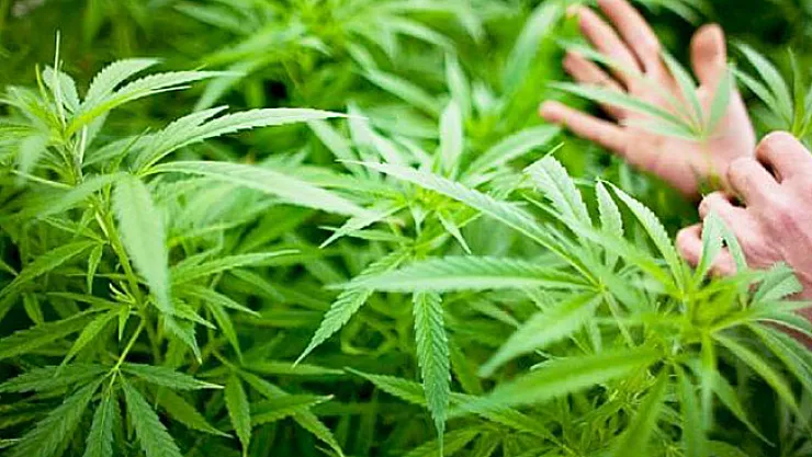 Kenevir Nedir? Kenevir Nerede Kullanılır? Cumhurbaşkanı Erdoğan'dan Kenevir Açıklaması