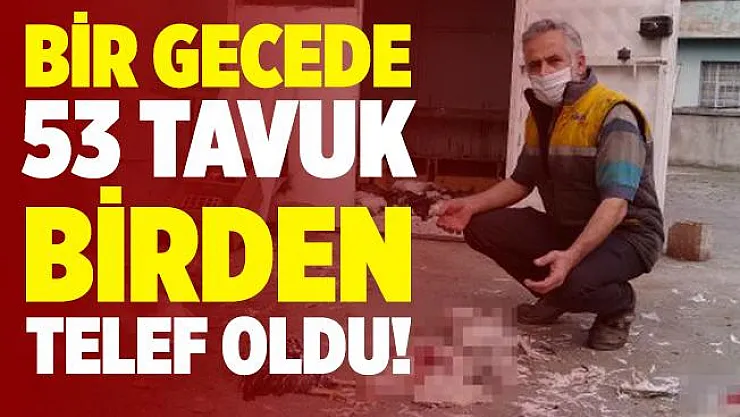 Kimse yetişemedi! 53 tavuk birden telef oldu!