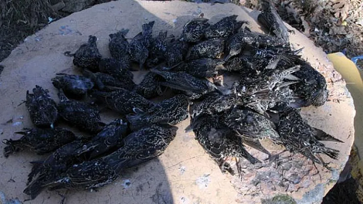 Kırklareli'nde 10 gündür esrarengiz biçimde ölen sığırcıklar için araştırma başlatıldı