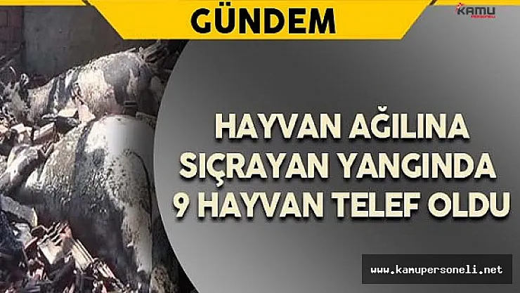 Kırklareli'nde Çıkan Yangında 9 Hayvan Telef Oldu