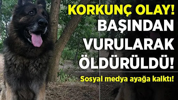Köpeği başından vurarak öldürdü! Sosyal medyada gündem oldu! Alp Ekin kimdir?