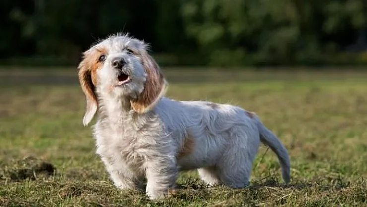 Köpeklerin havlamasını yasaklayan belediye başkanı Dünya gündeminde yer aldı