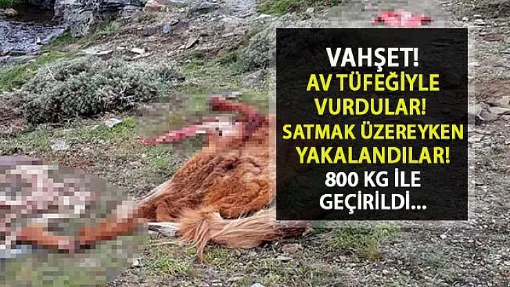 Korkunç! Manisa'da Atları Av Tüfeğiyle Öldürdüler, Satacakken Yakalandılar...
