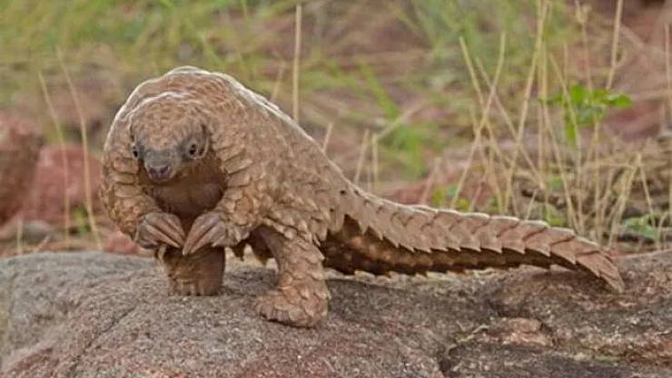 Korona virüsü pangolin denilen bir memeliden yayıldığı ortaya çıktı!