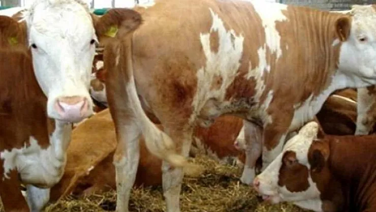 Koronavirüs bitmeden bir tehlike daha ortaya çıktı! Şap hastalığı yüzünden 17 mahalle karantina altına alındı! Şap hastalığı nedir?