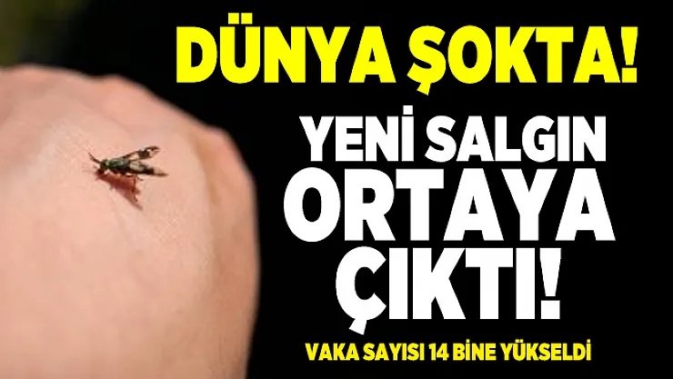 Koronavirüs salgını bitmeden sineklerden bulaşan yeni salgın ortaya çıktı! Vaka sayısı 14 bine yükseldi
