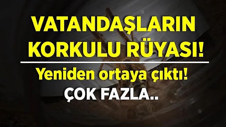 Koronavirüs ve kene derken, şimdi de o ortaya çıktı! Vatandaşların korkulu rüyası oldu! Çok fazla var!