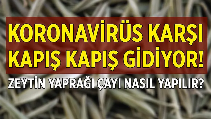 Koronavirüse karşı kapış kapış gidiyor! Zeytin yaprağı çayı nasıl yapılır? Kaç gün içilmeli?