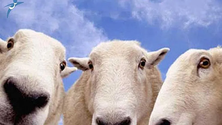 Kurban Bayramı Eczaneler ve Bankalar Kaç Gün Tatil?