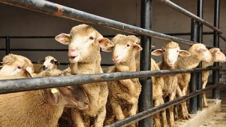 Kurban Bayramı Ne Zaman? Kurban Bayramı Tatili 9 Gün Oldu Mu?