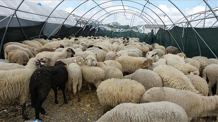 Kurban Bayramı Yaklaşırken Kurbanlık Fiyatlarında Son Durum Belli Oldu!