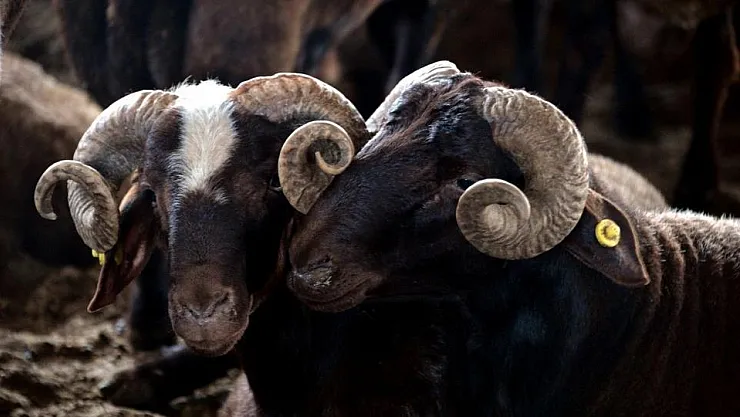 Kurban Kesecekler Dikkat! A101 Kurbanlık Fiyatları Belli Oldu! İşte Marketlerdeki Kurbanlık Büyükbaş Hisse Fiyatları