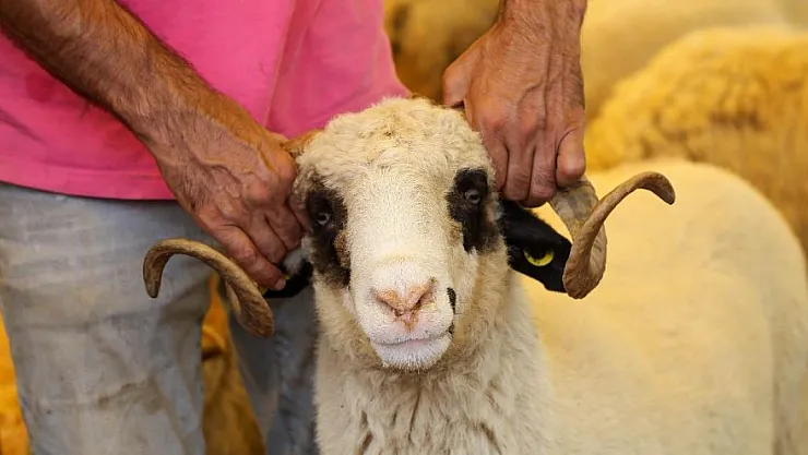 Kurban kesecekler dikkat! Kurban fiyatlarıyla ilgili açıklama geldi!