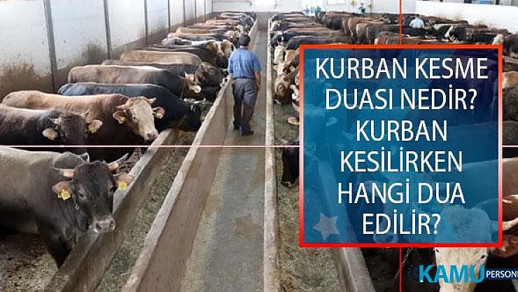 Kurban Kesme Duası Nedir? Kurban Kesilirken Hangi Dua Edilir? Kurban Kesilirken Okunacak Dualar Nelerdir?