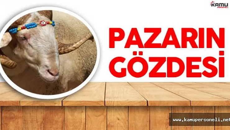 Kurban Pazarının Gözdesi Gırbiş'e İlgi Yoğun