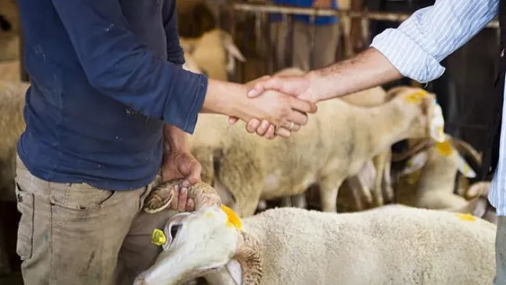 Kurban satışları başladı: Güncel kurbanlık fiyatları il il açıklandı! 2022 kurbanlık fiyatları