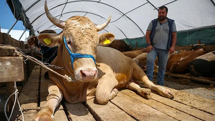 Kurbanlık bağışı yapacakları ilgilendiriyor! Bağışlar ne kadar oldu? 2021 Kurban Bayramı vekaleten kurbanlık ücreti açıklandı