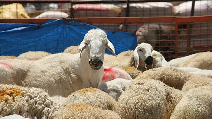 Kurbanlık Dolandırıcılarına Dikkat! 3'ü Kamu Görevlisi 31 Kişi Gözaltına Alındı!