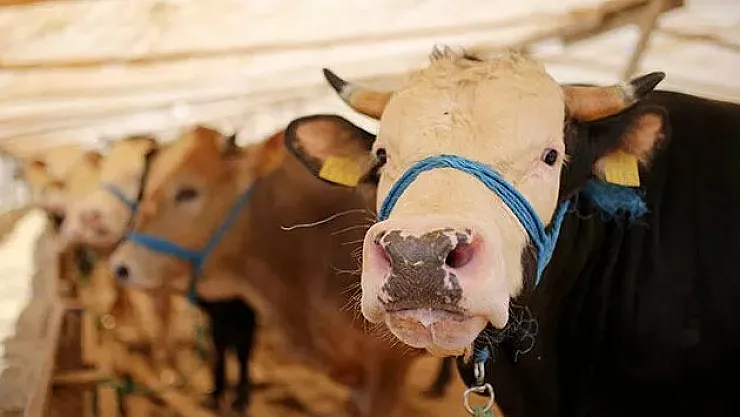 Kurbanlık fiyatlarında çok büyük değişiklik: Yeni kurbanlık fiyatları açıklandı 3.250 TL'ye satılıyor