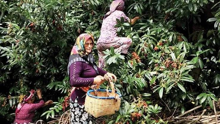Laz kirazı ve karayemiş olarak bilinen taflan ile bölge kadınları 400 bin TL gelir elde ediyorlar.