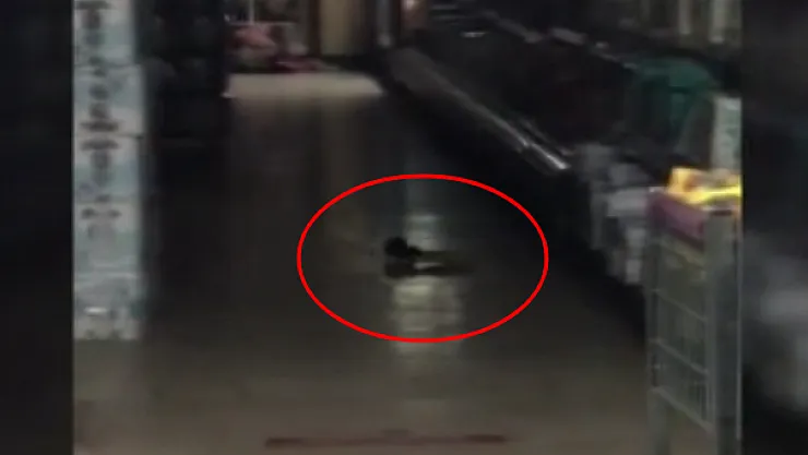 Market Zincirinin O Şubesinde Skandal! Şarküteri Reyonunda Dev Fareler Cirit Atıyor!