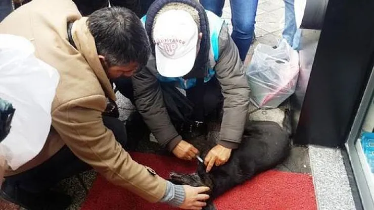 Mersin'de insan görünümlü caniler yakaladıkları kediyi yakarak öldürdüler
