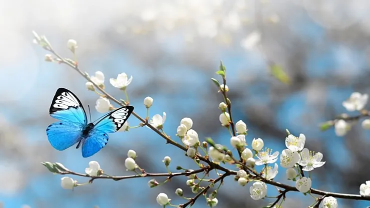 Meteoroloji bu sabah beklenen haberi verdi! O illere bahar geliyor: O bölgelerde hava sıcaklıkları artıyor! İşte Ankara, İstanbul, İzmir hava durumu