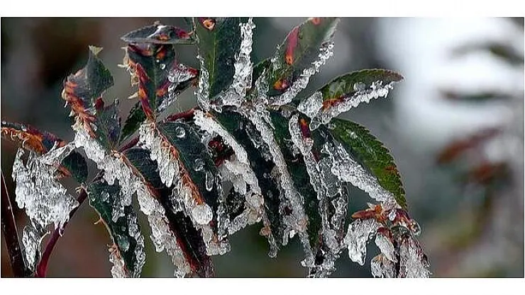 Meteoroloji'den son dakika zirai don uyarısı! Bu gece şiddetli fırtına, kar ve yağmur geliyor! Önleminizi alın!