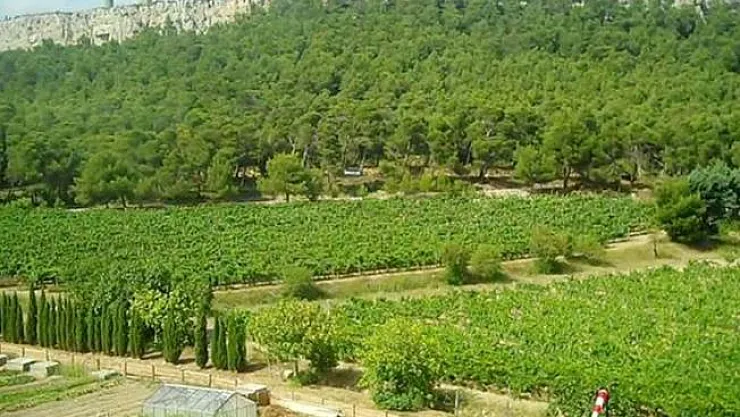 Mustafa Kemal Atatürk'ün Mirası Atatürk Orman Çiftliği'ndeki (AOÇ) 81 Bin Metrekare Alan Kiraya Veriliyor