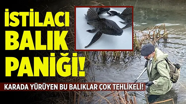 O ilimizde istilacı balık paniği! Karada yürüyor! Çok tehlikeli!