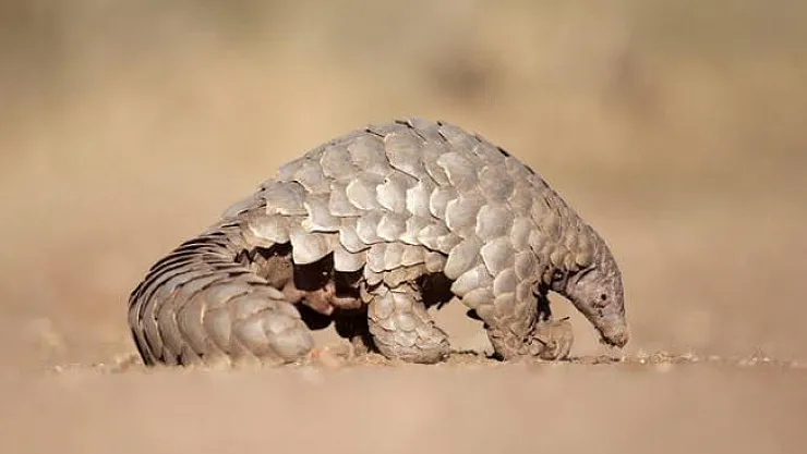 Pangolin nedir? Neyle beslenir? Pangolin coronavirüsünü nasıl bulaştırdı?