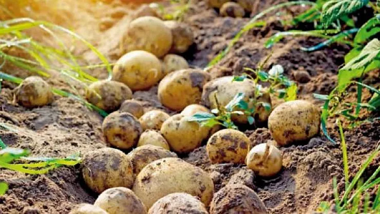 Patates siğili görülen alanlar ile güvenlik kuşağında uygulanacak desteğe ilişkin tebliğ