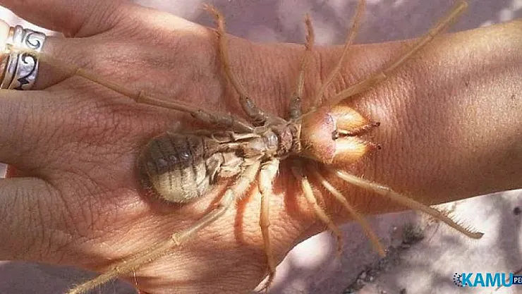 Sarıkız Örümceği Nedir? Sarıkız Örümceği Zehirli Midir? Isırığı Nasıl Tedavi Edilir?