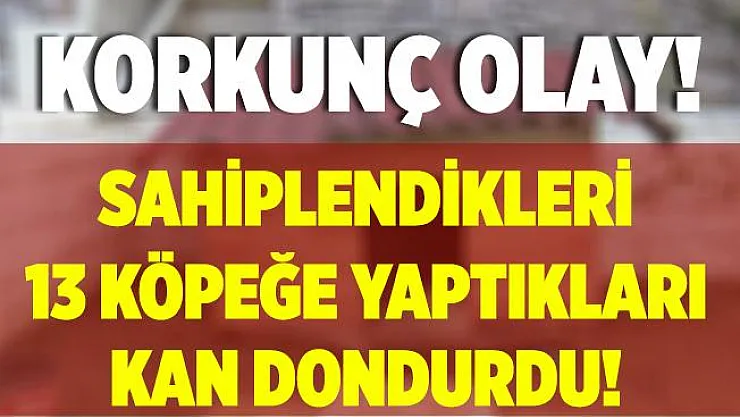 Sarıyer'de korkunç olay! Sahiplendikleri 13 köpeğe işkence yaparak öldürdüler!