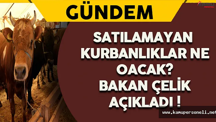 Satılamayan Kurbanlıklar Ne Olacak ? Bakan Çelik Açıkladı !