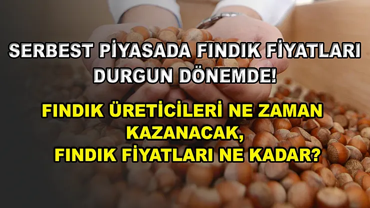 Serbest piyasada fındık fiyatları durgun dönemde! Fındık üreticileri ne zaman kazanacak, fındık fiyatları ne kadar?