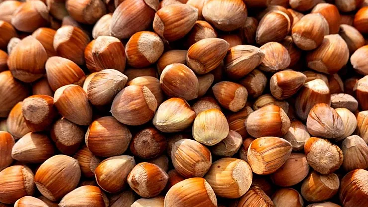 Sezon açıldı: TMO fındık alımına başladı! Kilosu bu fiyattan satılıyor...