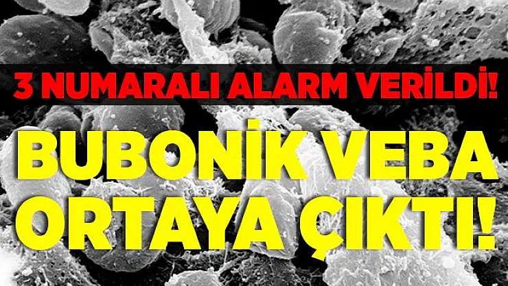 Şimdi de bubonik veba çıktı! 3 numaralı alarm verildi! Bubonik veba nedir? Çin bubonik veba belirtileri