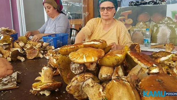 Sinop Erfelek'te çeşitli dağ mantarlarını toplayıp servet kazanıyorlar